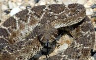 Western diamondback rattlesnake