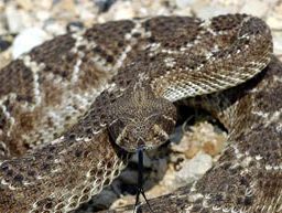 Western diamondback rattlesnake