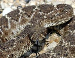 Western diamondback rattlesnake