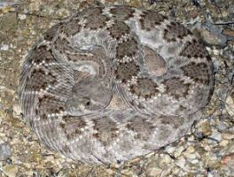 Western diamondback rattlesnake