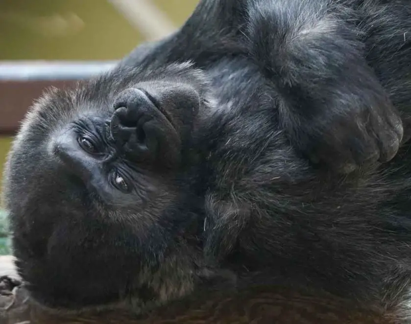 Western lowland gorilla Machi returns to Zoo Atlanta