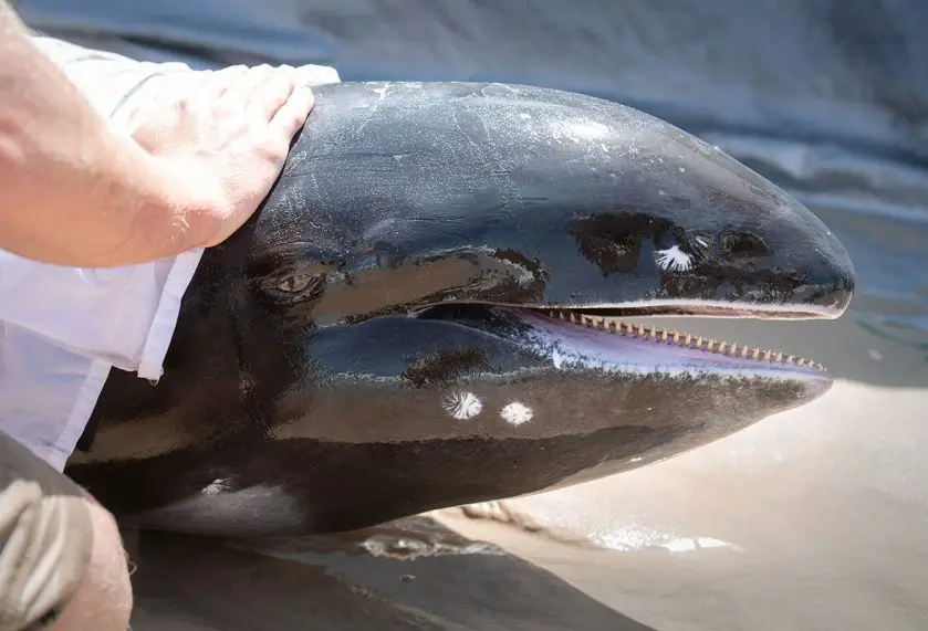 australia zoo whale rescue