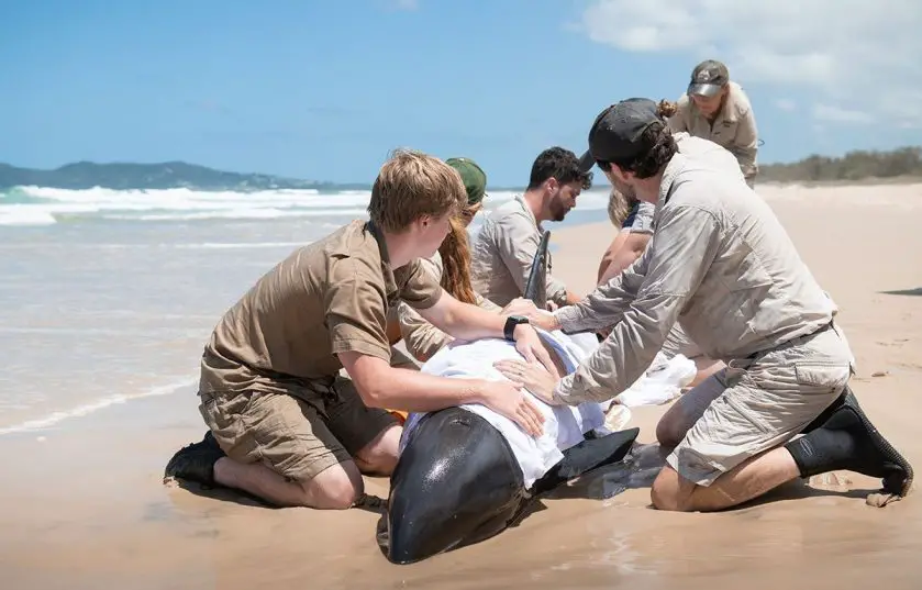 australia zoo whale rescue