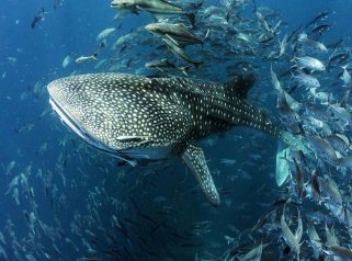 Whale Shark (Rhincodon typus)
