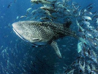 Whale Shark (Rhincodon typus)