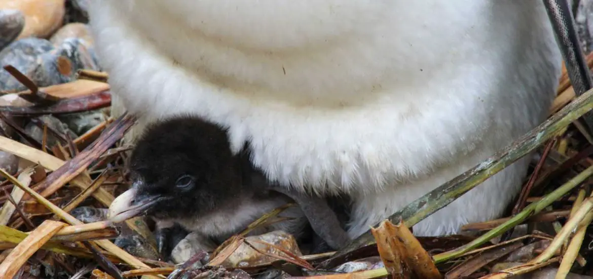 Whipsnade Zoo Baby Boom
