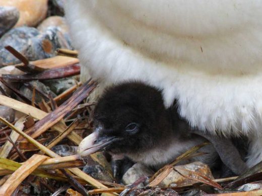 Whipsnade Zoo Baby Boom