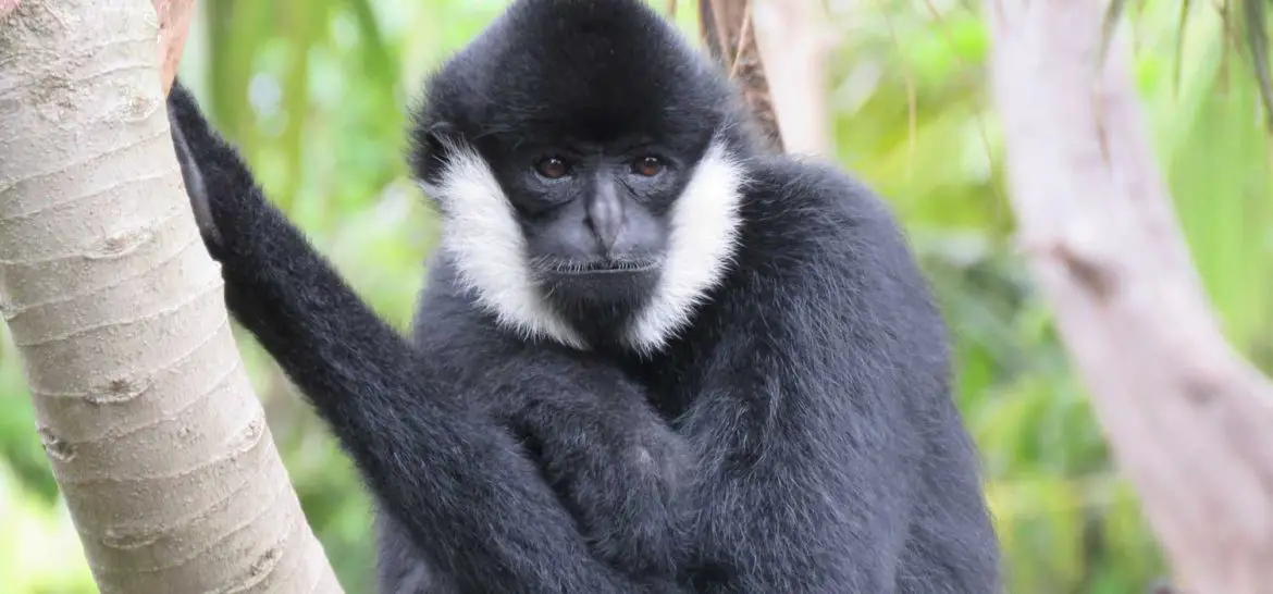 Northern White Cheeked Gibbon (Nomascus leucogenys)