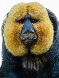 white-faced saki monkey