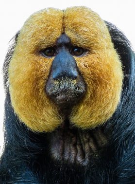 white-faced saki monkey
