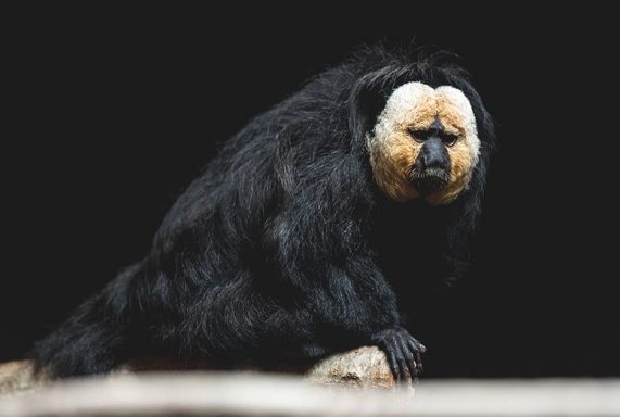 white-faced saki monkey