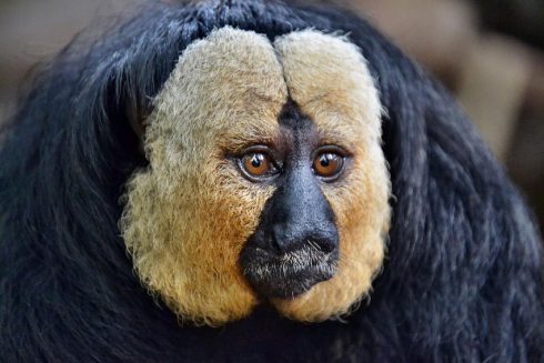 white-faced saki monkey