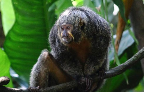 white-faced saki monkey