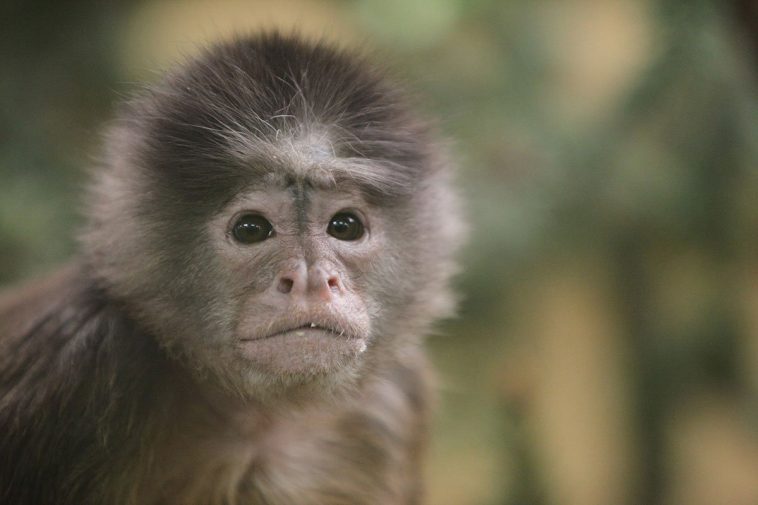 White-Fronted Capuchin