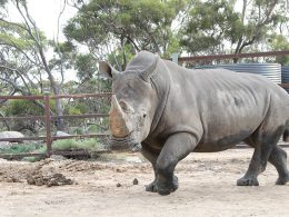 White Rhino Home Swap
