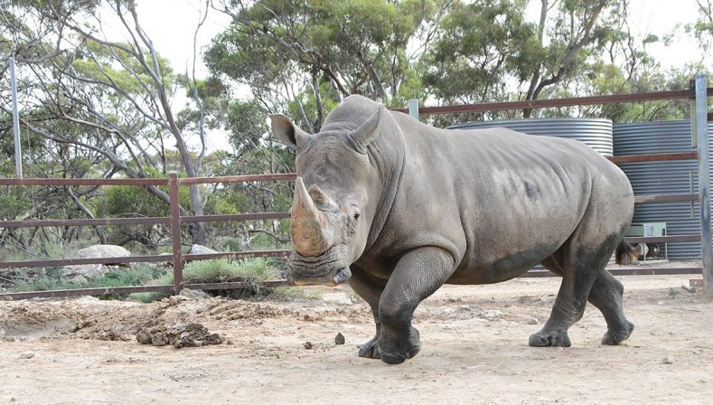 White Rhino Home Swap