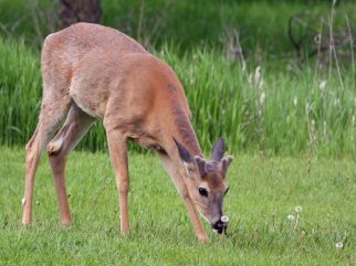 white-tailed deer