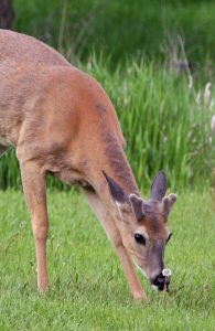white-tailed deer