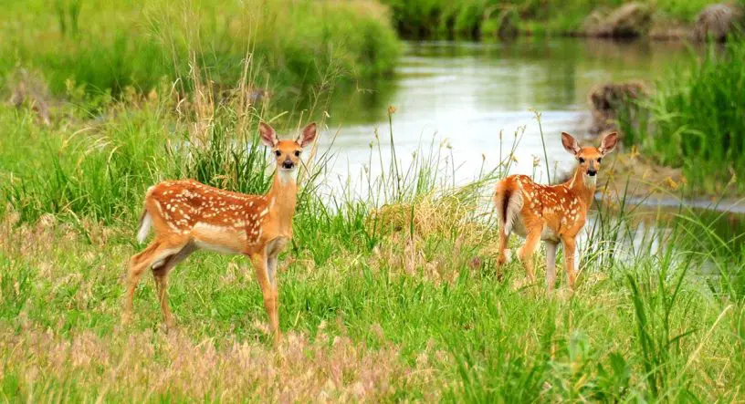 white-tailed deer