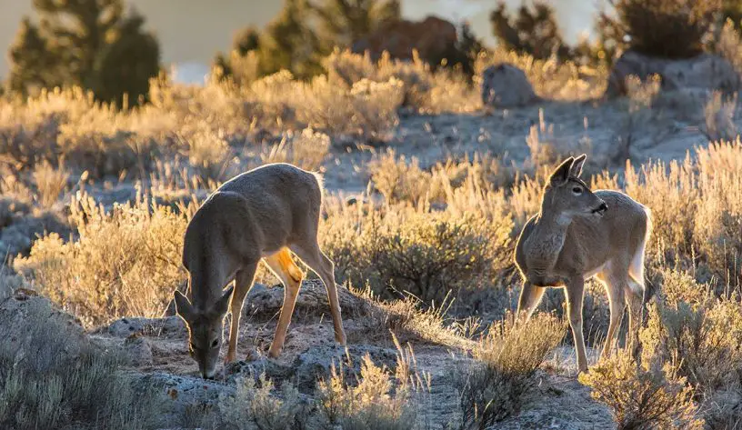 white-tailed deer