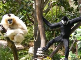 white cheeked gibbon