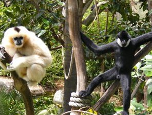 white cheeked gibbon