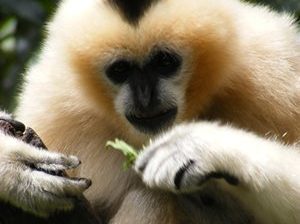 white cheeked gibbon