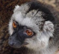 white fronted lemur