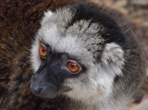 white fronted lemur