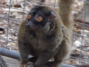 white fronted lemur