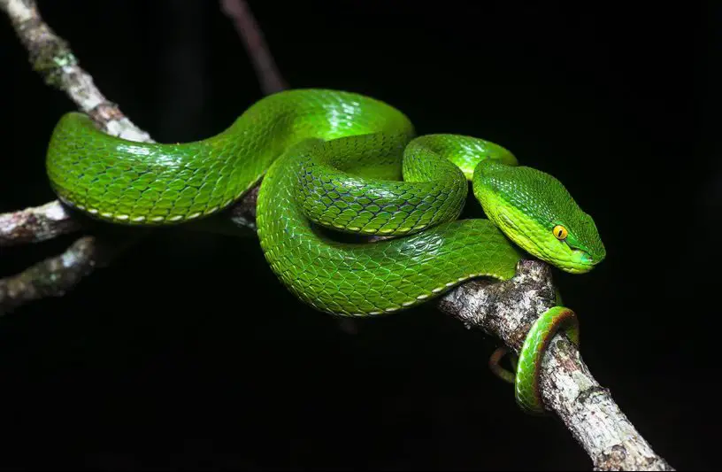 White-Lipped Pit Viper