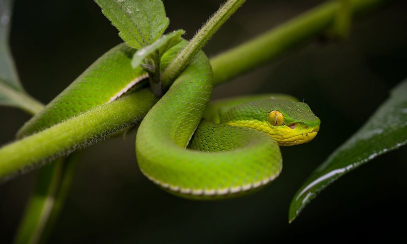 White-Lipped Pit Viper