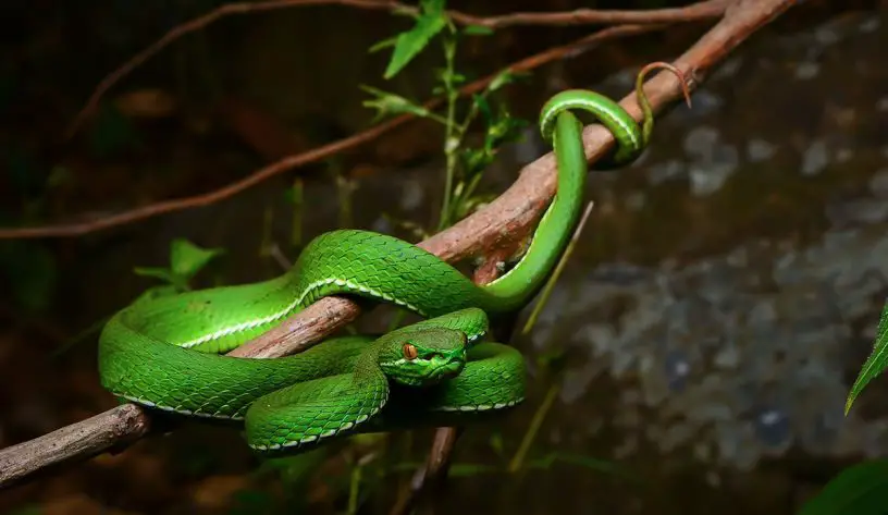White-Lipped Pit Viper