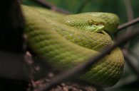 White-Lipped Pit Viper