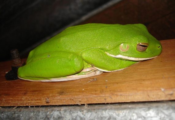 white-lipped tree-frog