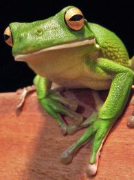 white-lipped tree-frog