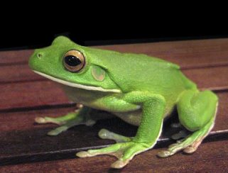 white-lipped tree-frog