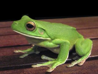 white-lipped tree-frog