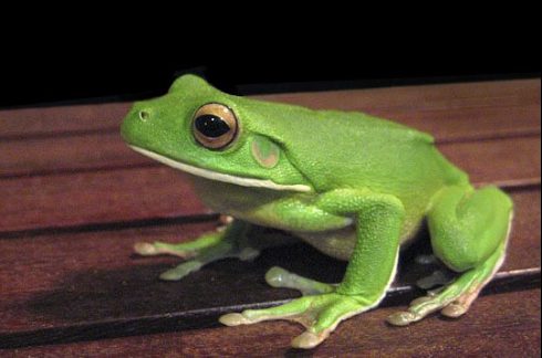 white-lipped tree-frog