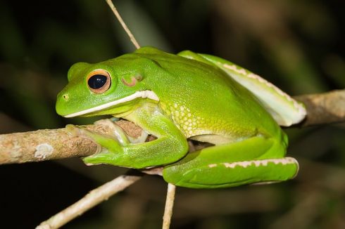 white-lipped tree-frog