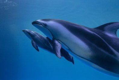 shedd aquarium dolphin calf