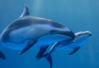 shedd aquarium dolphin calf