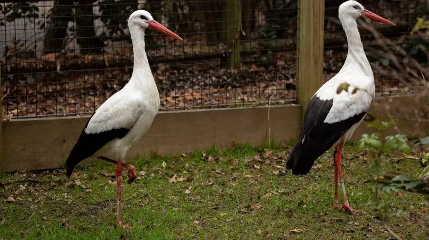 white stork zoo atlanta