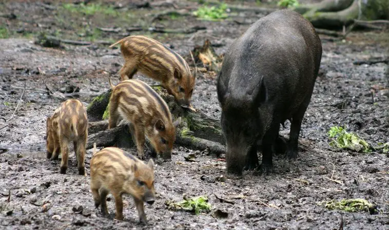 Wild Boar