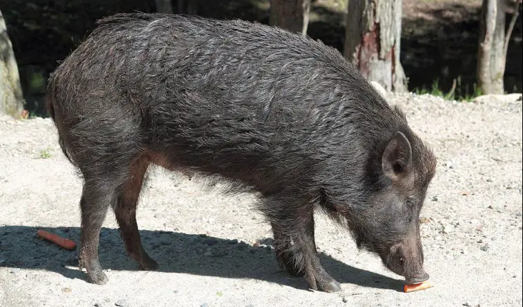 Wild Boar