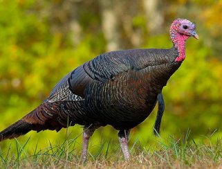 wild turkey