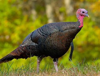 wild turkey