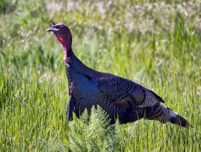 wild turkey
