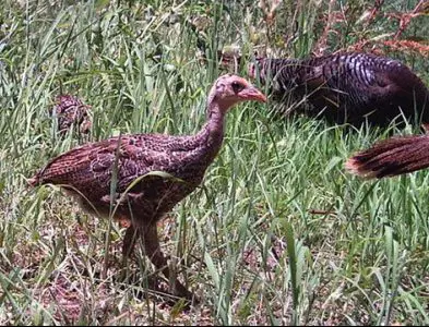 wild turkey