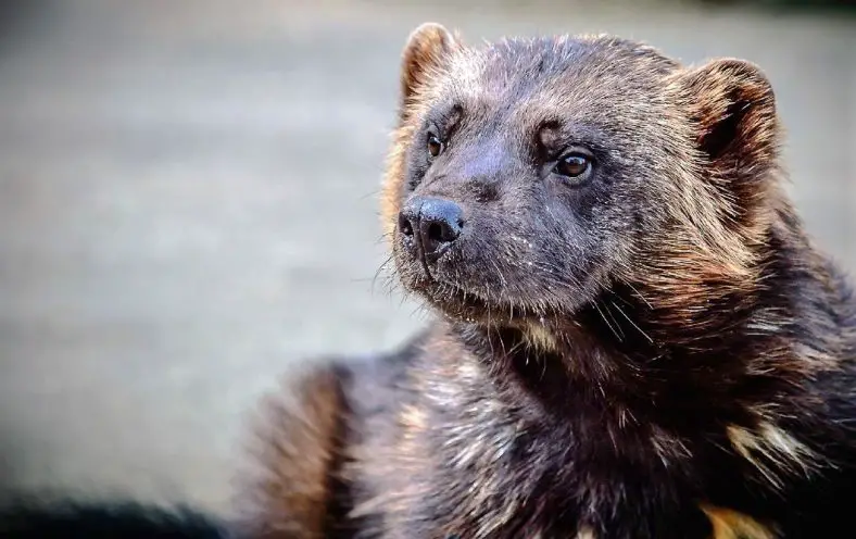 Wolverine